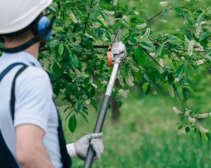 TREE PRUNING