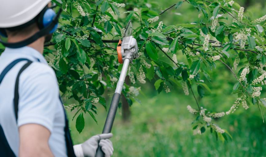 Mr Nice Guy Tree Service
