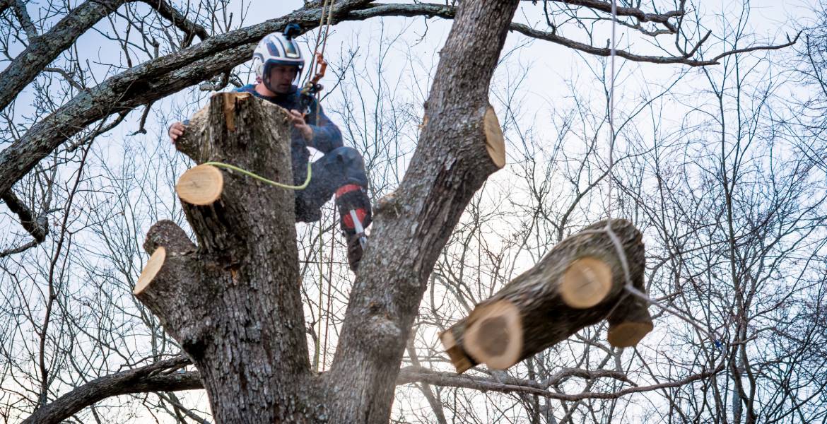 Double JJ Tree Service