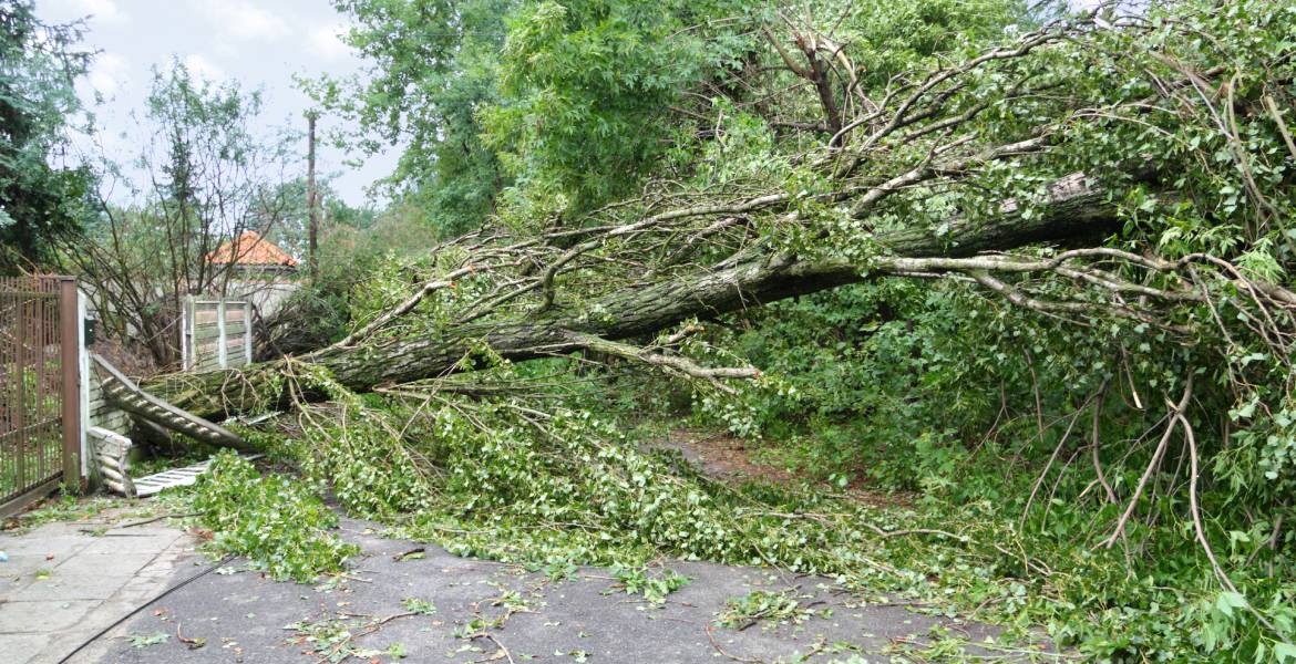 Double JJ Tree Service