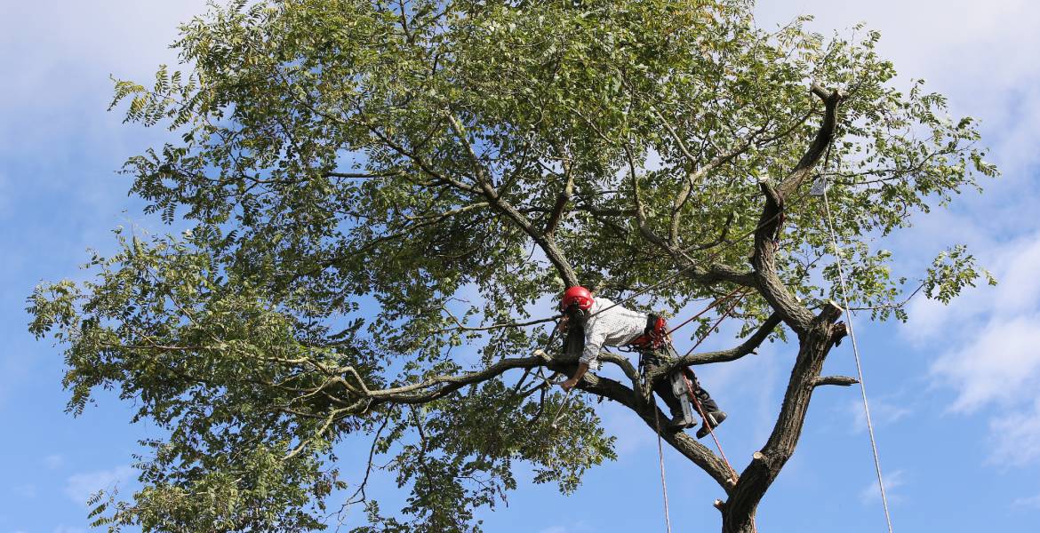 Double JJ Tree Service