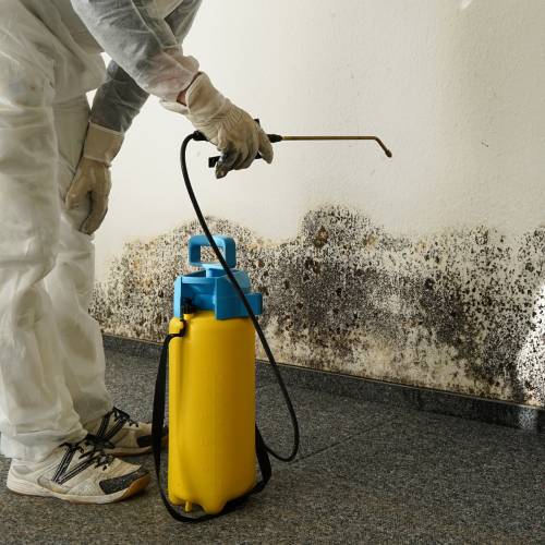 Mold Cleaning