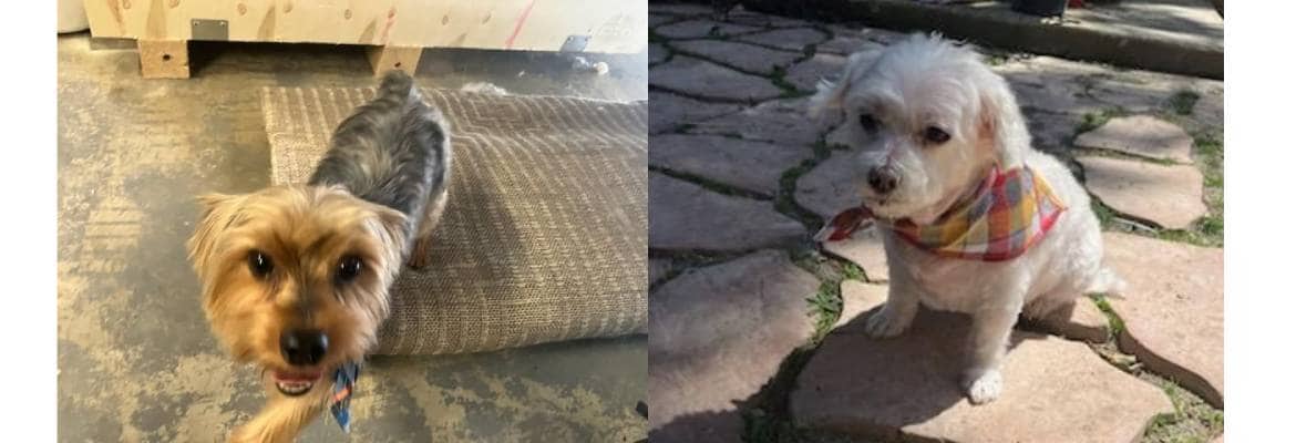 TJ's Mobile Grooming