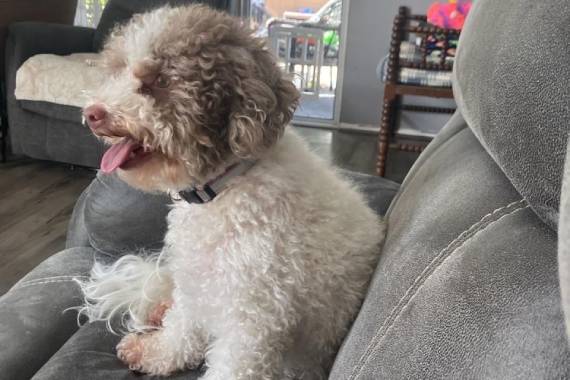 TJ's Mobile Grooming