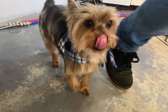 TJ's Mobile Grooming