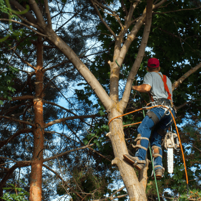 TREE TRIMMING