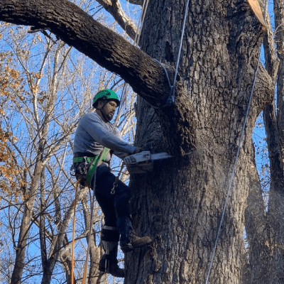 EMERGENCY TREE SERVICE