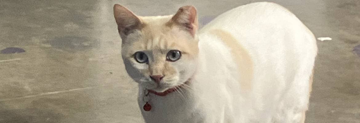 TJ's Mobile Grooming