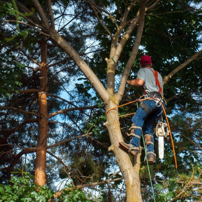TREE TRIMMING