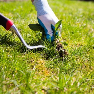 LAWN CARE MAINTENANCE