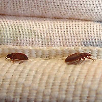 BED BUG EXTERMINATION