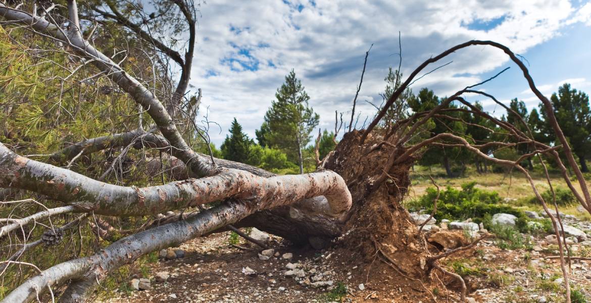 Down Right Tree Experts 