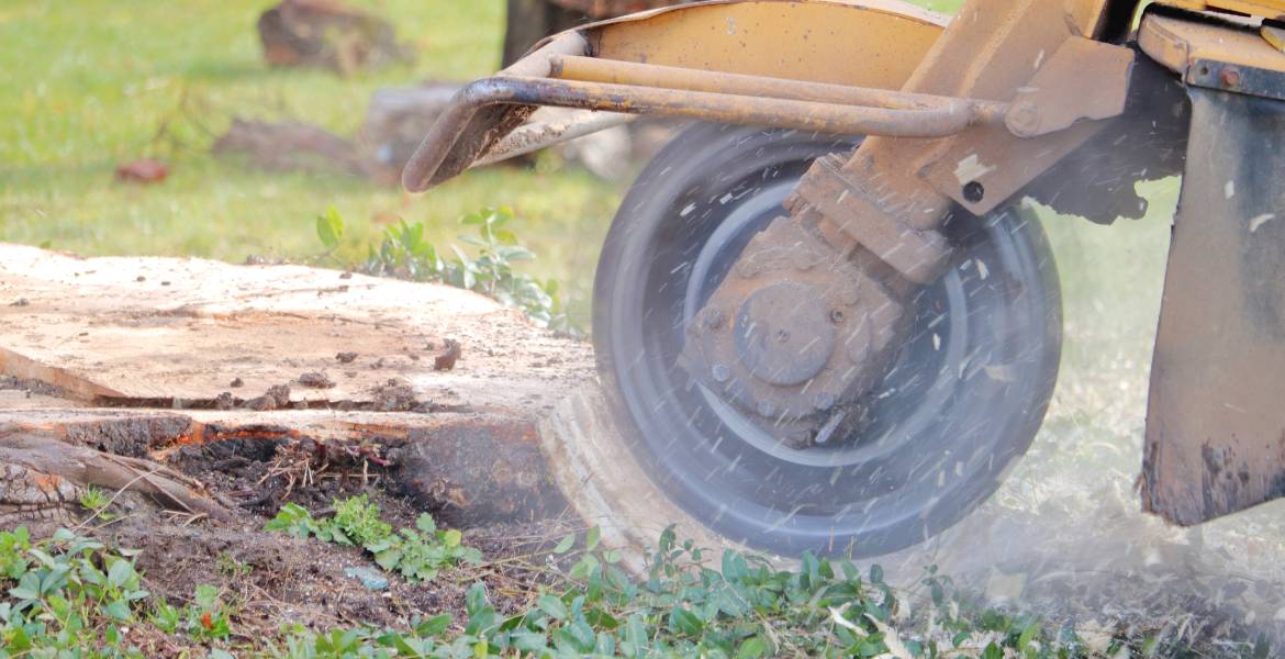 Down Right Tree Experts