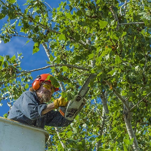 Tree Trimming
