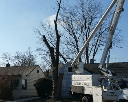 TREE REMOVAL SERVICES