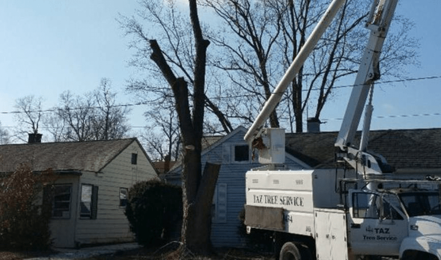 Taz Tree Service 