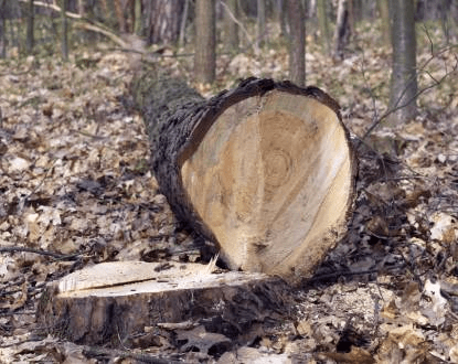 STUMP GRINDING