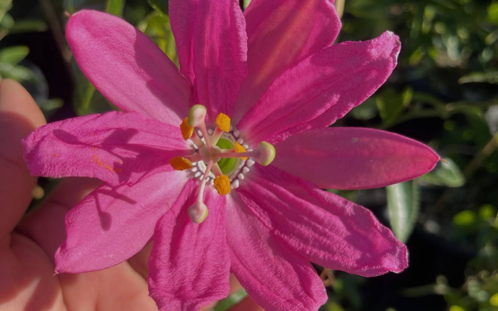 Plant Delivery Service