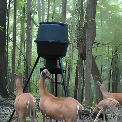 WHITE TAIL DEER HUNTING