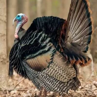 TURKEY HUNTING
