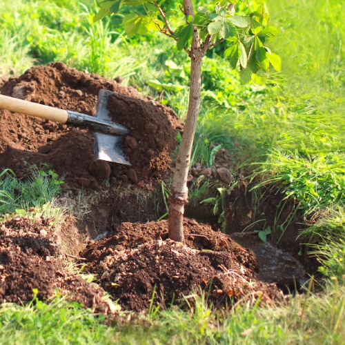 Tree Transplanting