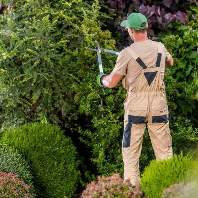 SHRUB TRIMMING