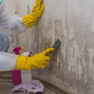 MOLD REMOVAL