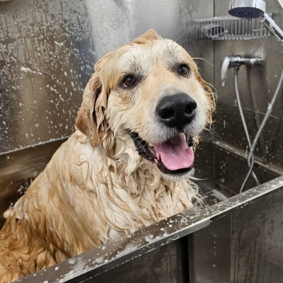 PET WASH