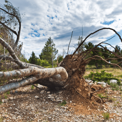 Tree Removal Service