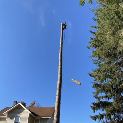 TREE REMOVAL