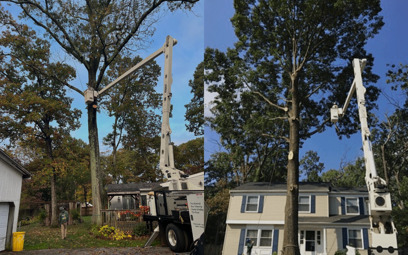 Tree Trimming