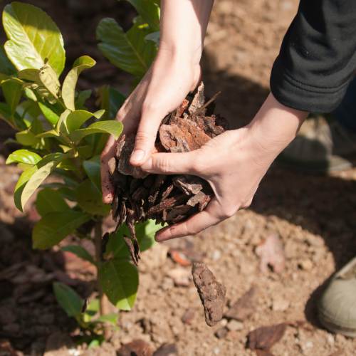 Mulching