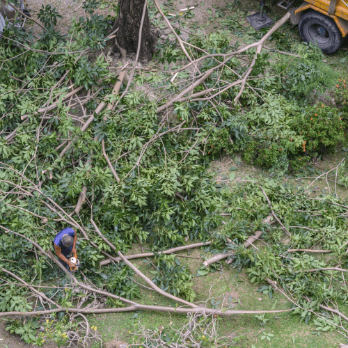 Tree Services