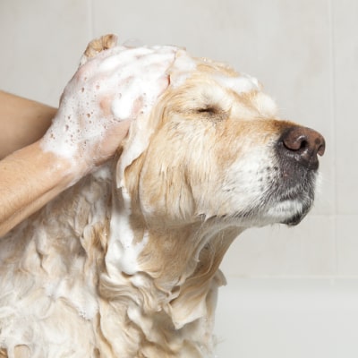 DOG BATHING