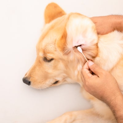 DOG EAR CLEANING