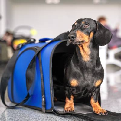 PET AIRPORT TRANSPORTATION