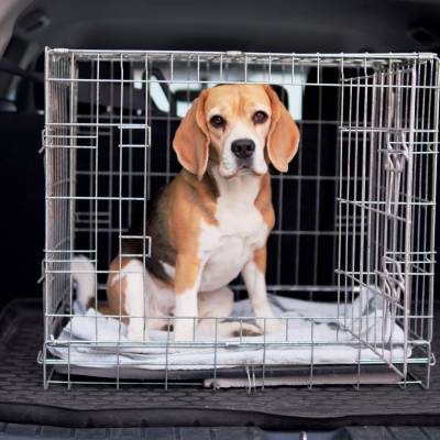 PRIVATE PET TRANSPORTATION