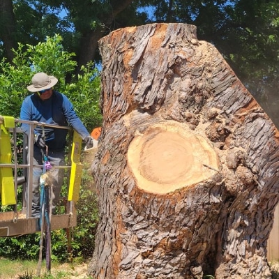 TREE CUTTING
