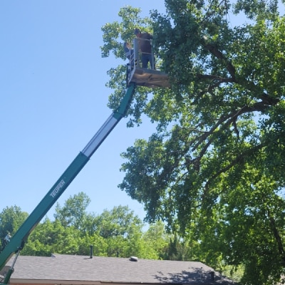 TREE TRIMMING