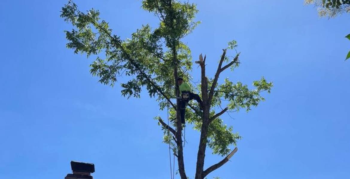 Eben Ezer Best Garden & Landscaping Services