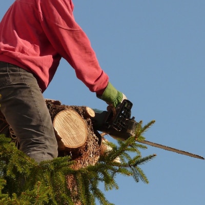TREE TRIMMING