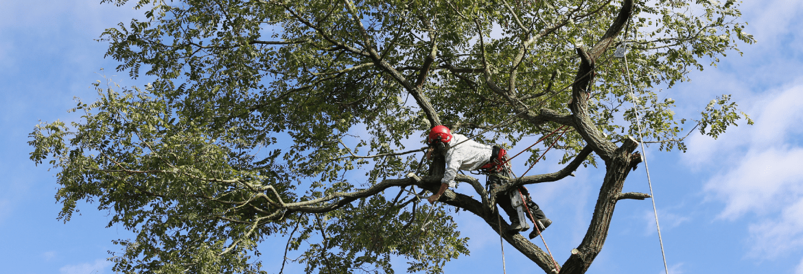 Damian's Landscaping