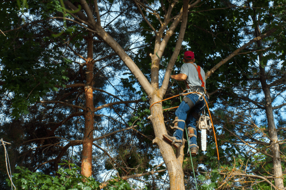 Damian's Landscaping