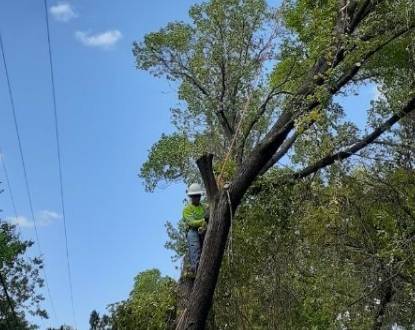 TREE TRIMMING