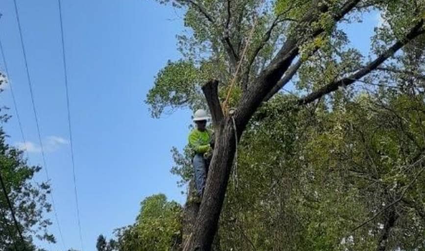 Ortiz Brothers Tree Service