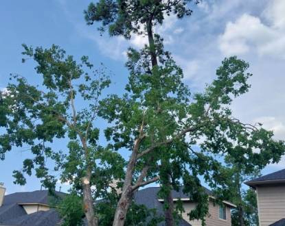 RESIDENTIAL TREE SERVICE