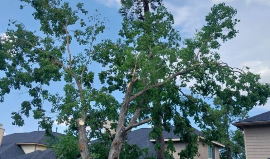 Ortiz Brothers Tree Service