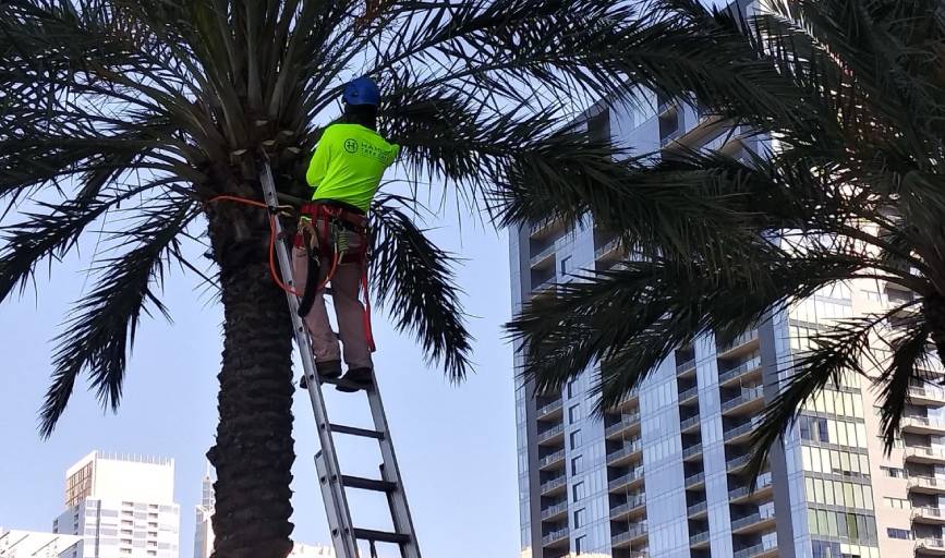 Ortiz Brothers Tree Service
