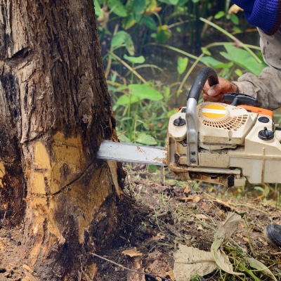 TREE CUTTING