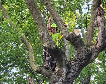 TREE TRIMMING